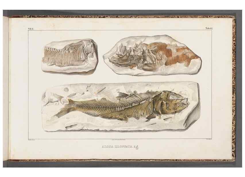 Reproducción/Reproduction 49639792273: Recherches sur les poissons fossiles ... /. Neuchatel :Petitpierre,1833-43.. 