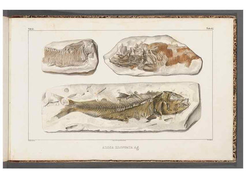 Reproducción/Reproduction 49639792273: Recherches sur les poissons fossiles ... /. Neuchatel :Petitpierre,1833-43.. 
