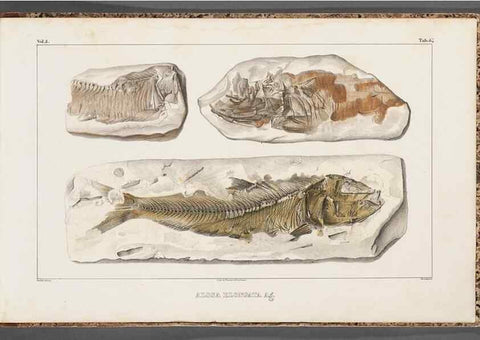 Reproducción/Reproduction 49639792273: Recherches sur les poissons fossiles ... /. Neuchatel :Petitpierre,1833-43.. 