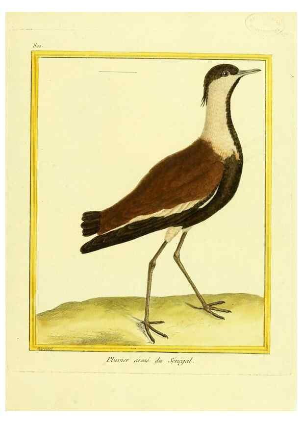 Reproducción/Reproduction 49639923048: Planches enluminées d'histoire naturelle. Paris? :s.n.,1765-1783?. 