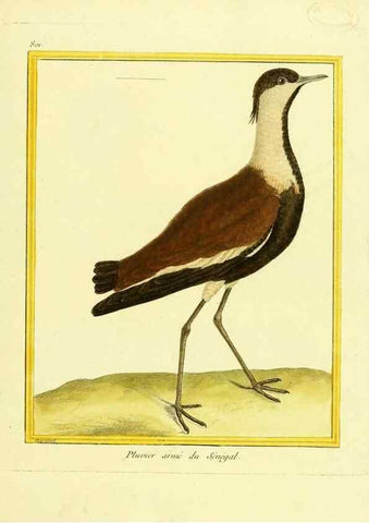 Reproducción/Reproduction 49639923048: Planches enluminées d'histoire naturelle. Paris? :s.n.,1765-1783?. 