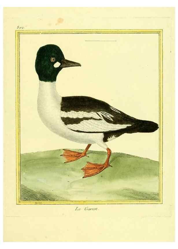 Reproducción/Reproduction 49640446671: Planches enluminées d'histoire naturelle. Paris? :s.n.,1765-1783?. 