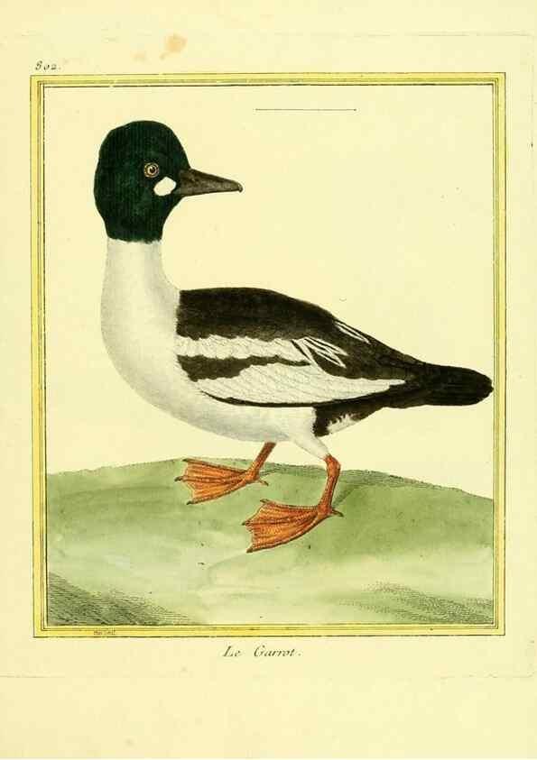 Reproducción/Reproduction 49640446671: Planches enluminées d'histoire naturelle. Paris? :s.n.,1765-1783?. 