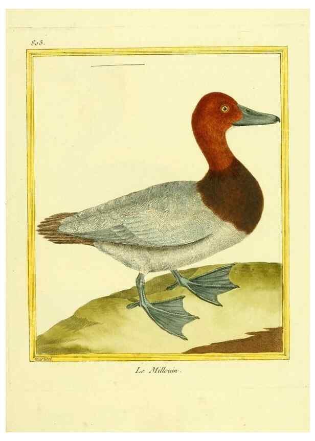 Reproducción/Reproduction 49640447061: Planches enluminées d'histoire naturelle. Paris? :s.n.,1765-1783?. 