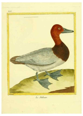Reproducción/Reproduction 49640447061: Planches enluminées d'histoire naturelle. Paris? :s.n.,1765-1783?. 