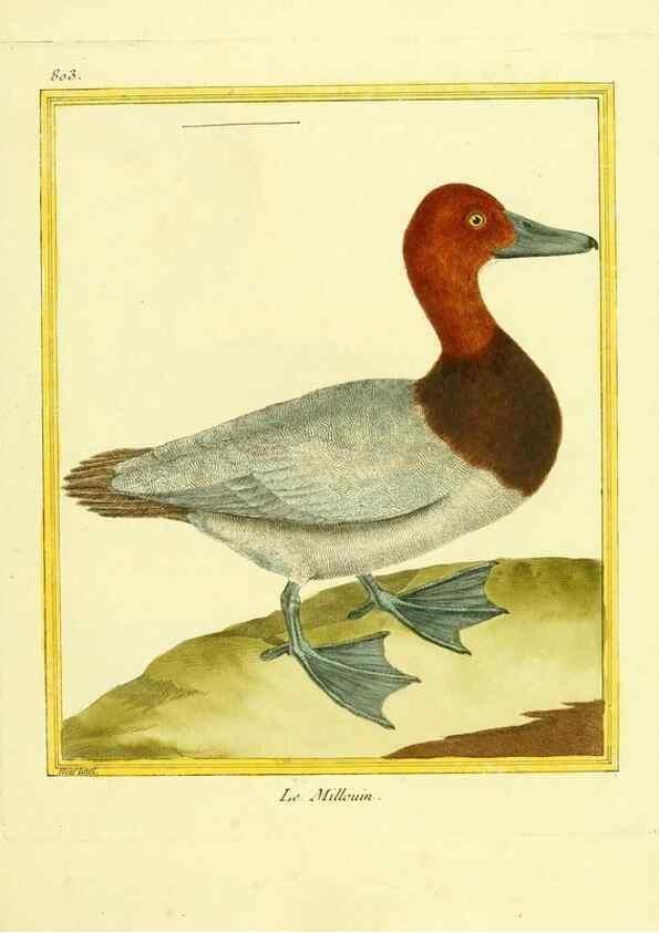 Reproducción/Reproduction 49640447061: Planches enluminées d'histoire naturelle. Paris? :s.n.,1765-1783?. 