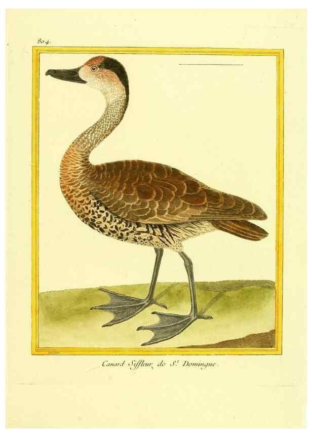 Reproducción/Reproduction 49640719537: Planches enluminées d'histoire naturelle. Paris? :s.n.,1765-1783?. 