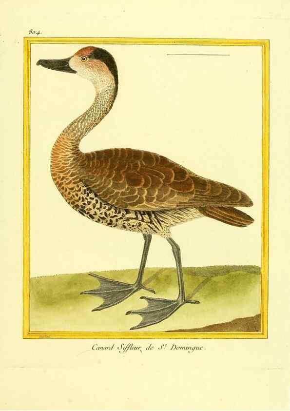 Reproducción/Reproduction 49640719537: Planches enluminées d'histoire naturelle. Paris? :s.n.,1765-1783?. 