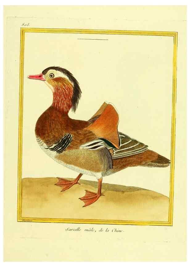 Reproducción/Reproduction 49639924593: Planches enluminées d'histoire naturelle. Paris? :s.n.,1765-1783?. 