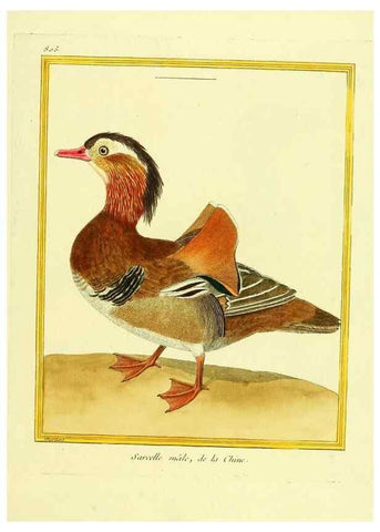 Reproducción/Reproduction 49639924593: Planches enluminées d'histoire naturelle. Paris? :s.n.,1765-1783?. 