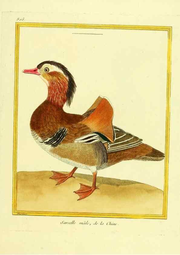 Reproducción/Reproduction 49639924593: Planches enluminées d'histoire naturelle. Paris? :s.n.,1765-1783?. 
