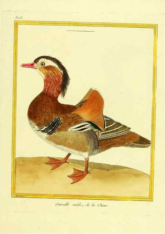 Reproducción/Reproduction 49639924593: Planches enluminées d'histoire naturelle. Paris? :s.n.,1765-1783?. 