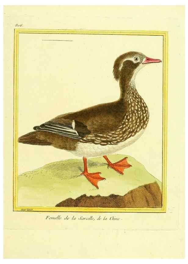 Reproducción/Reproduction 49640720322: Planches enluminées d'histoire naturelle. Paris? :s.n.,1765-1783?. 