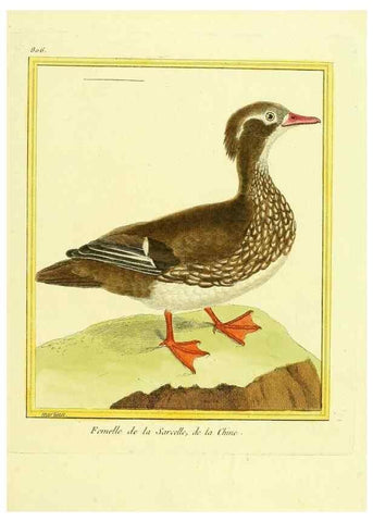 Reproducción/Reproduction 49640720322: Planches enluminées d'histoire naturelle. Paris? :s.n.,1765-1783?. 