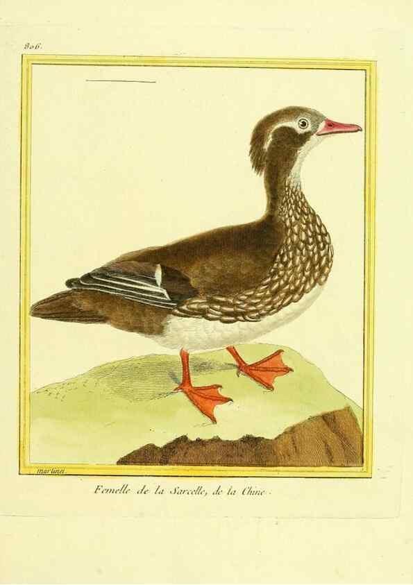 Reproducción/Reproduction 49640720322: Planches enluminées d'histoire naturelle. Paris? :s.n.,1765-1783?. 