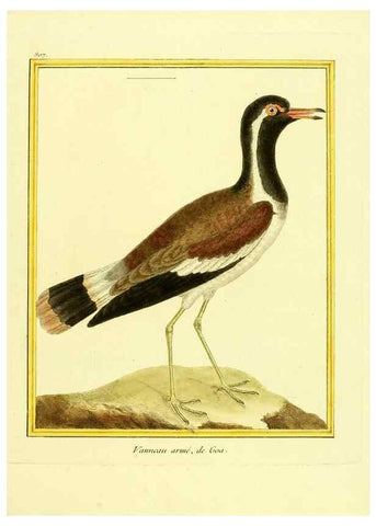 Reproducción/Reproduction 49640448556: Planches enluminées d'histoire naturelle. Paris? :s.n.,1765-1783?. 