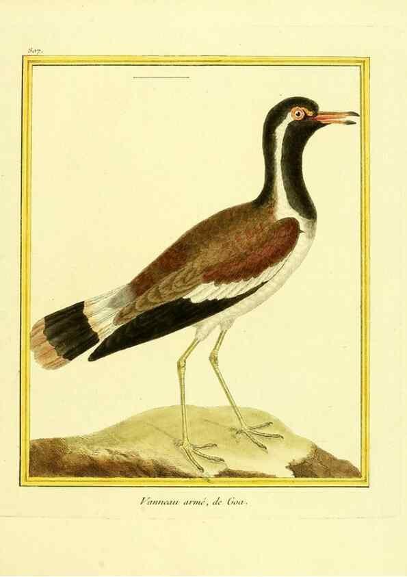 Reproducción/Reproduction 49640448556: Planches enluminées d'histoire naturelle. Paris? :s.n.,1765-1783?. 