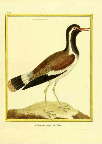 Reproducción/Reproduction 49640448556: Planches enluminées d'histoire naturelle. Paris? :s.n.,1765-1783?. 