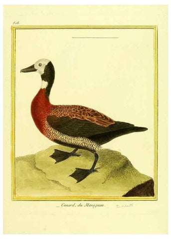 Reproducción/Reproduction 49640448941: Planches enluminées d'histoire naturelle. Paris? :s.n.,1765-1783?. 