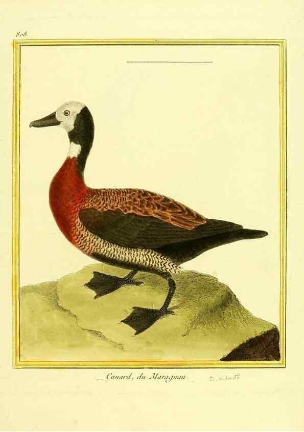Reproducción/Reproduction 49640448941: Planches enluminées d'histoire naturelle. Paris? :s.n.,1765-1783?. 