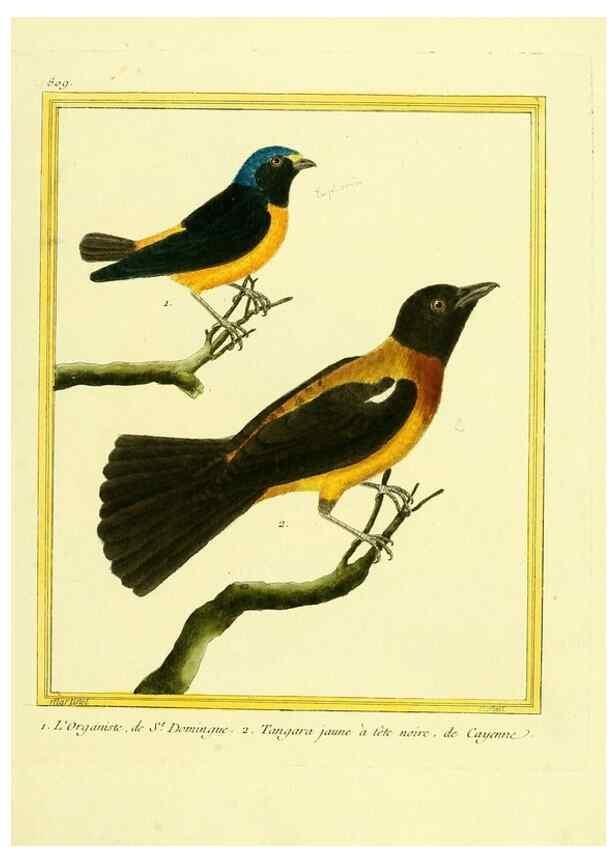 Reproducción/Reproduction 49640721242: Planches enluminées d'histoire naturelle. Paris? :s.n.,1765-1783?. 