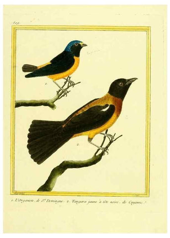 Reproducción/Reproduction 49640721242: Planches enluminées d'histoire naturelle. Paris? :s.n.,1765-1783?. 