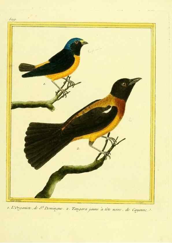 Reproducción/Reproduction 49640721242: Planches enluminées d'histoire naturelle. Paris? :s.n.,1765-1783?. 