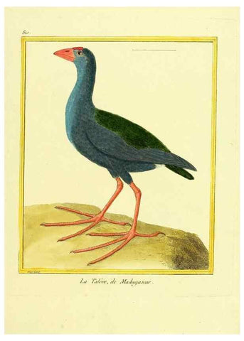 Reproducción/Reproduction 49640721647: Planches enluminées d'histoire naturelle. Paris? :s.n.,1765-1783?. 