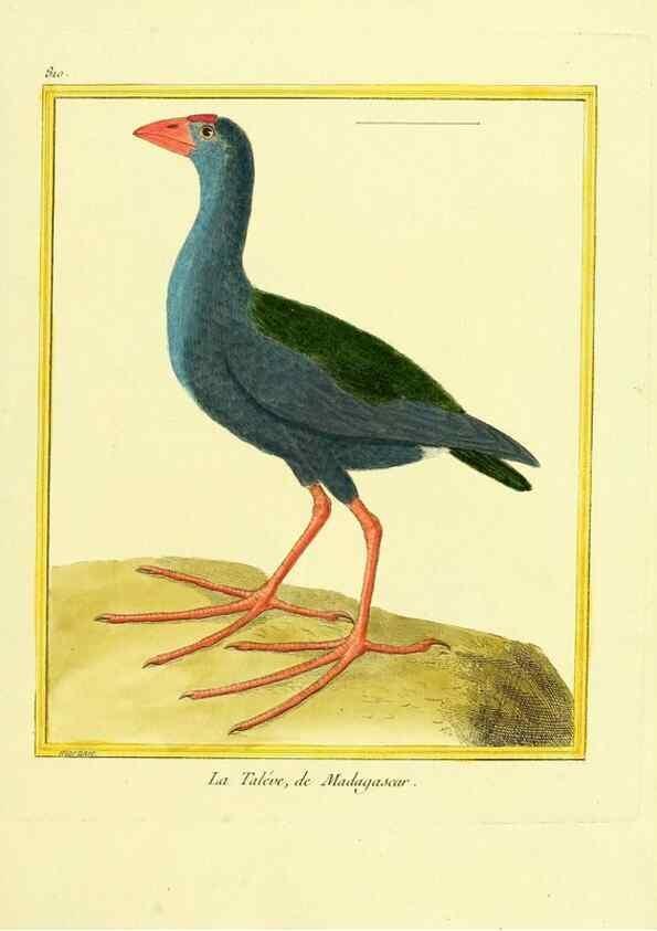 Reproducción/Reproduction 49640721647: Planches enluminées d'histoire naturelle. Paris? :s.n.,1765-1783?. 