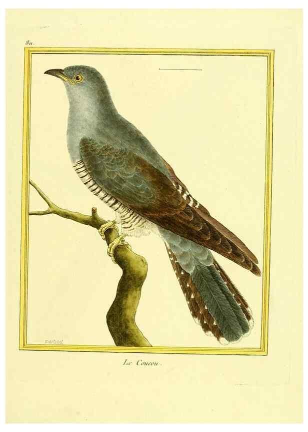 Reproducción/Reproduction 49640449936: Planches enluminées d'histoire naturelle. Paris? :s.n.,1765-1783?. 