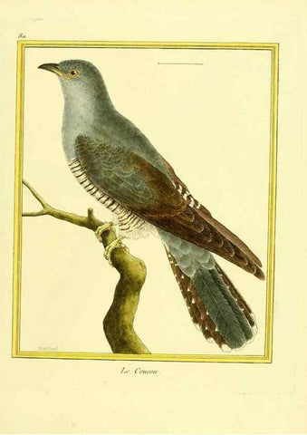 Reproducción/Reproduction 49640449936: Planches enluminées d'histoire naturelle. Paris? :s.n.,1765-1783?. 