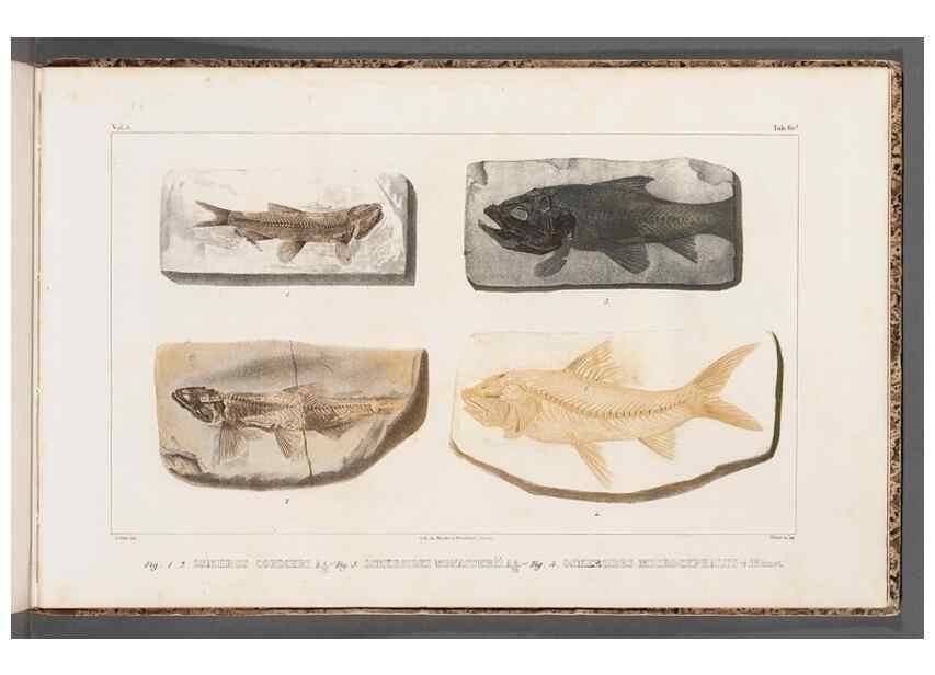 Reproducción/Reproduction 49640315156: Recherches sur les poissons fossiles ... /. Neuchatel :Petitpierre,1833-43.. 