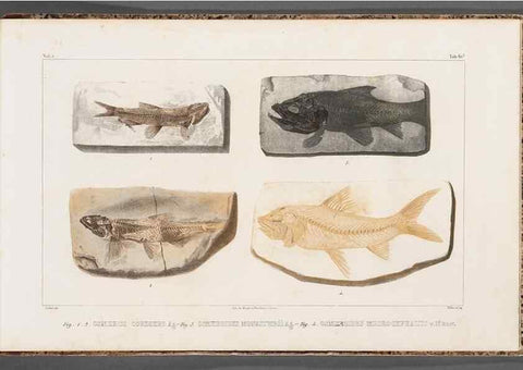 Reproducción/Reproduction 49640315156: Recherches sur les poissons fossiles ... /. Neuchatel :Petitpierre,1833-43.. 