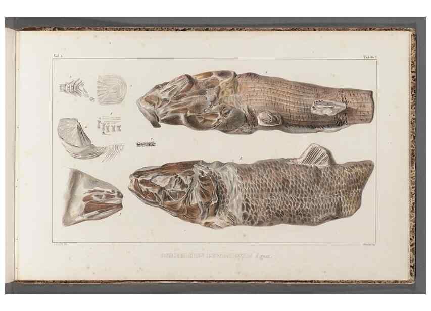 Reproducción/Reproduction 49639790763: Recherches sur les poissons fossiles ... /. Neuchatel :Petitpierre,1833-43.. 