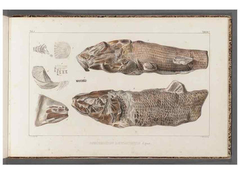 Reproducción/Reproduction 49639790763: Recherches sur les poissons fossiles ... /. Neuchatel :Petitpierre,1833-43.. 