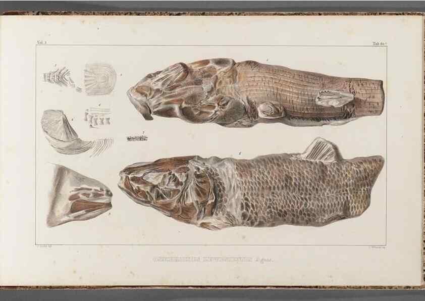 Reproducción/Reproduction 49639790763: Recherches sur les poissons fossiles ... /. Neuchatel :Petitpierre,1833-43.. 