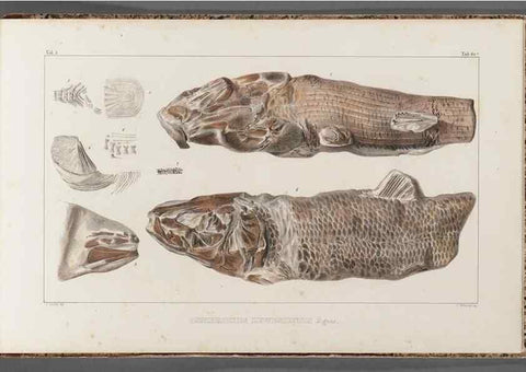 Reproducción/Reproduction 49639790763: Recherches sur les poissons fossiles ... /. Neuchatel :Petitpierre,1833-43.. 
