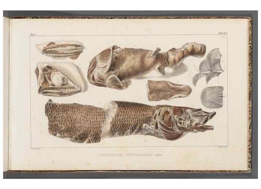 Reproducción/Reproduction 49640586947: Recherches sur les poissons fossiles ... /. Neuchatel :Petitpierre,1833-43.. 