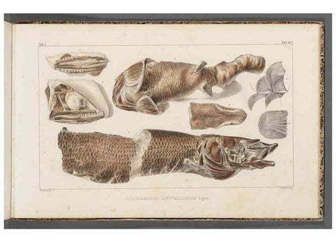 Reproducción/Reproduction 49640586947: Recherches sur les poissons fossiles ... /. Neuchatel :Petitpierre,1833-43.. 