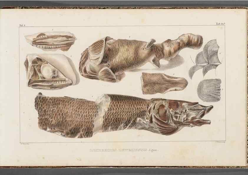 Reproducción/Reproduction 49640586947: Recherches sur les poissons fossiles ... /. Neuchatel :Petitpierre,1833-43.. 