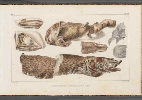 Reproducción/Reproduction 49640586947: Recherches sur les poissons fossiles ... /. Neuchatel :Petitpierre,1833-43.. 