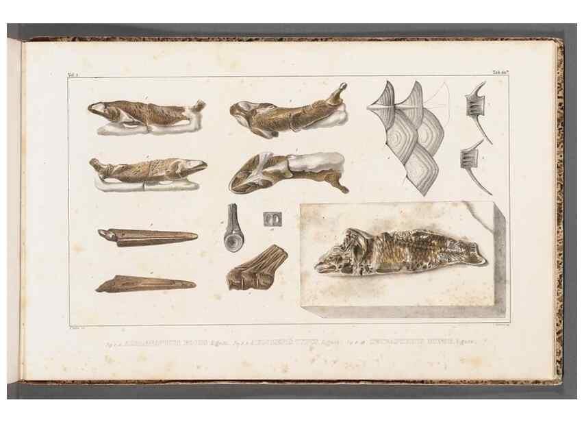 Reproducción/Reproduction 49640586652: Recherches sur les poissons fossiles ... /. Neuchatel :Petitpierre,1833-43.. 