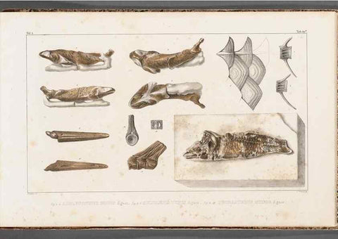 Reproducción/Reproduction 49640586652: Recherches sur les poissons fossiles ... /. Neuchatel :Petitpierre,1833-43.. 