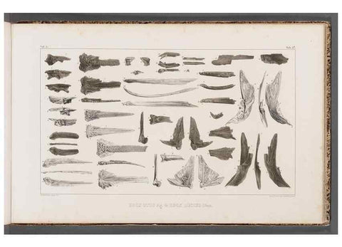 Reproducción/Reproduction 49640309931: Recherches sur les poissons fossiles ... /. Neuchatel :Petitpierre,1833-43.. 
