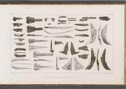 Reproducción/Reproduction 49640309931: Recherches sur les poissons fossiles ... /. Neuchatel :Petitpierre,1833-43.. 