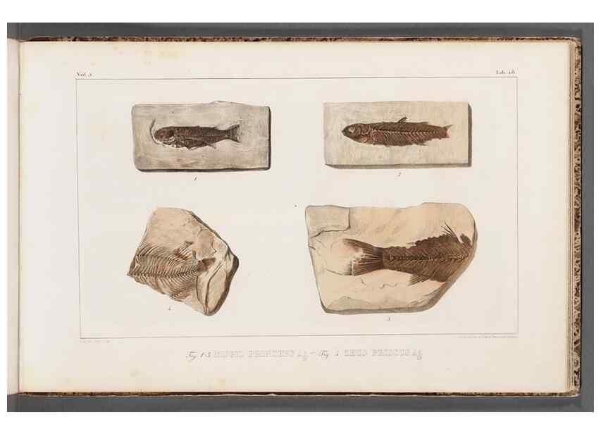 Reproducción/Reproduction 49640310141: Recherches sur les poissons fossiles ... /. Neuchatel :Petitpierre,1833-43.. 