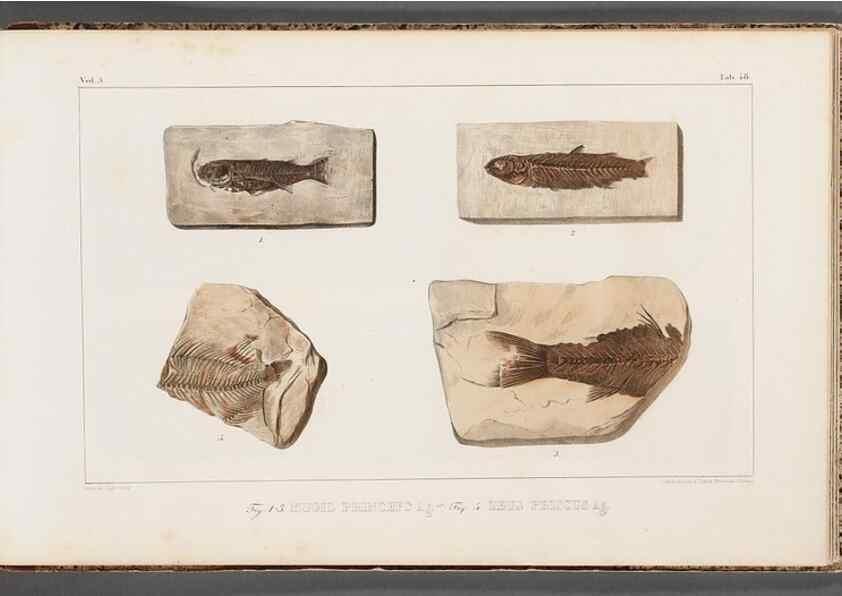 Reproducción/Reproduction 49640310141: Recherches sur les poissons fossiles ... /. Neuchatel :Petitpierre,1833-43.. 