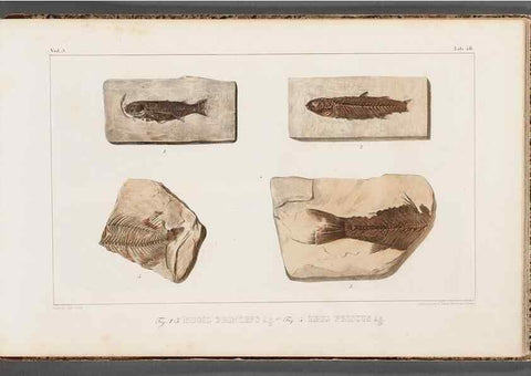 Reproducción/Reproduction 49640310141: Recherches sur les poissons fossiles ... /. Neuchatel :Petitpierre,1833-43.. 