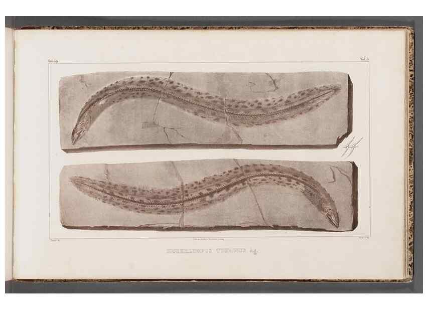 Reproducción/Reproduction 49640582872: Recherches sur les poissons fossiles ... /. Neuchatel :Petitpierre,1833-43.. 