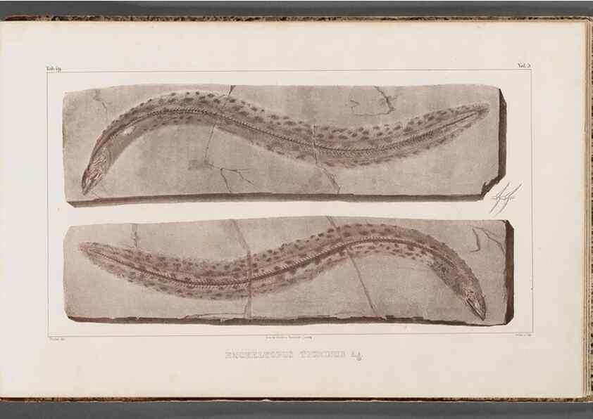 Reproducción/Reproduction 49640582872: Recherches sur les poissons fossiles ... /. Neuchatel :Petitpierre,1833-43.. 